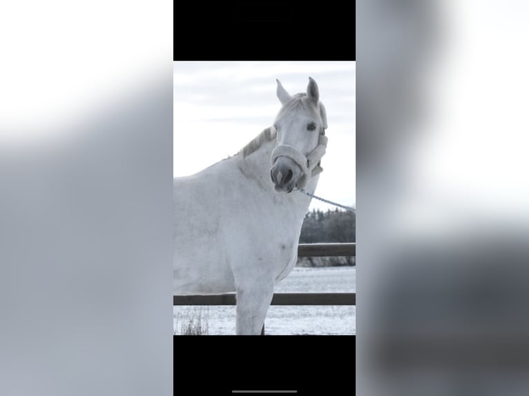 Danish Warmblood Gelding 13 years 17 hh White in Aalborg