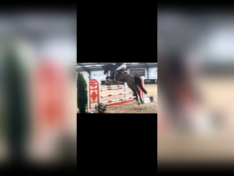 Danish Warmblood Gelding 14 years 18 hh Brown in Hengelo