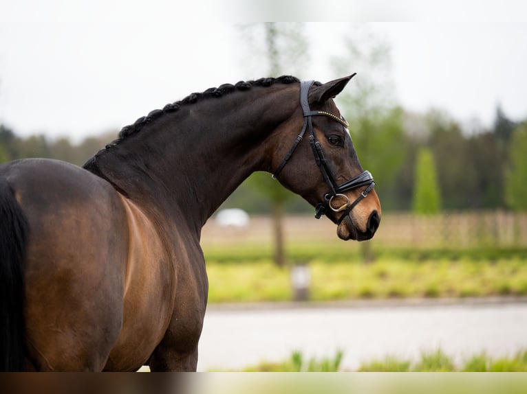 Danish Warmblood Gelding 15 years 16,1 hh Bay in Mol