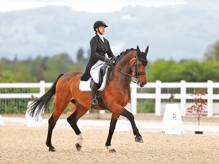 Danish Warmblood Gelding 15 years 16,2 hh Brown in Dielsdorf