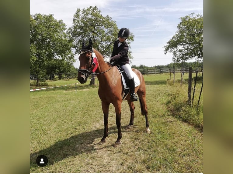 Danish Warmblood Gelding 15 years 16,1 hh Brown in Görwihl
