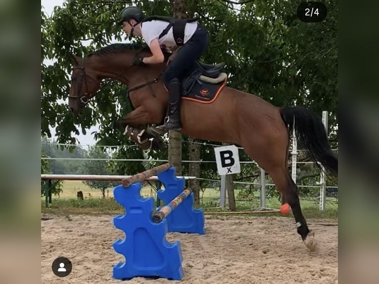 Danish Warmblood Gelding 15 years 16,1 hh Brown in Görwihl