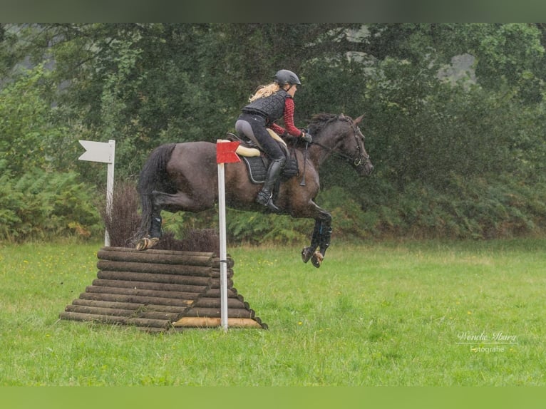 Danish Warmblood Gelding 15 years 16,2 hh Black in Rastede