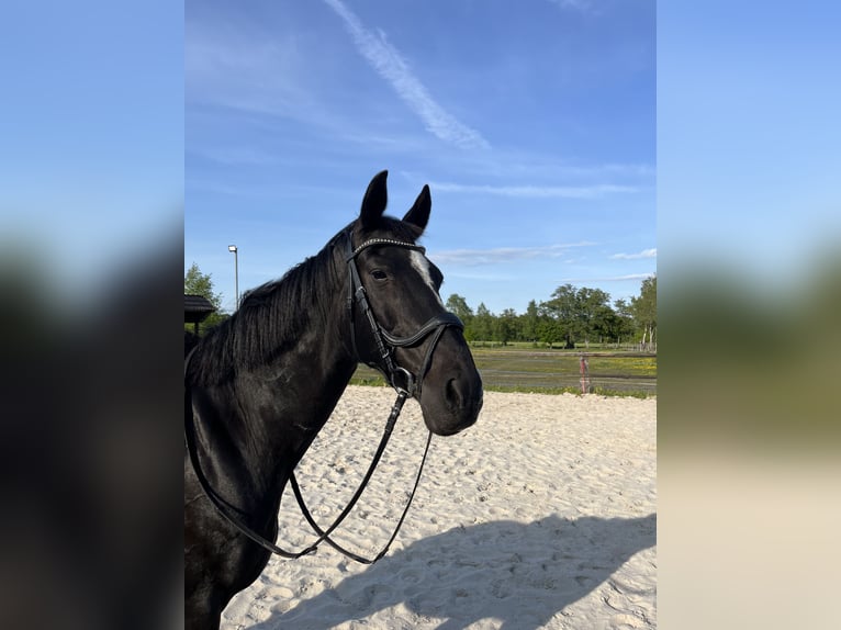 Danish Warmblood Gelding 15 years 16,2 hh Black in Rastede