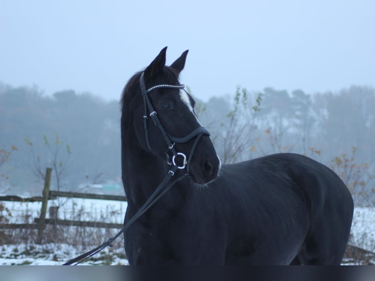 Danish Warmblood Gelding 15 years 16,2 hh Black in Rastede
