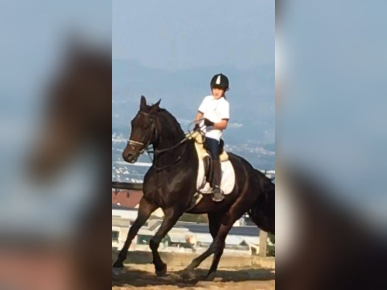 Danish Warmblood Gelding 17 years 16,1 hh Bay-Dark in Benken SG