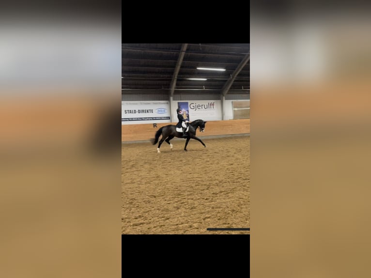 Danish Warmblood Gelding 17 years 16,1 hh Brown in Viborg