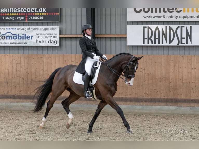 Danish Warmblood Gelding 17 years 16,1 hh Brown in Viborg