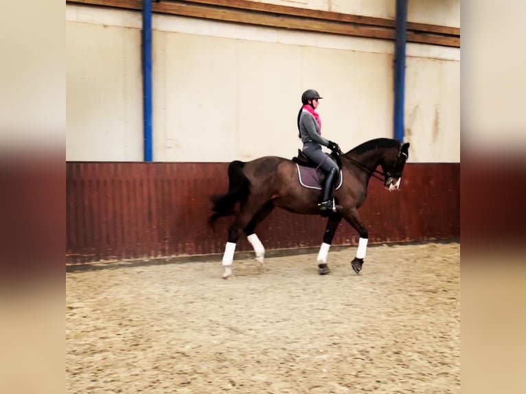 Danish Warmblood Gelding 17 years 16,1 hh Brown in Viborg