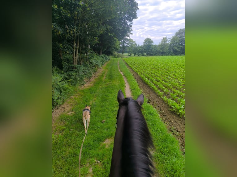 Danish Warmblood Gelding 19 years 17 hh Smoky-Black in Viersen