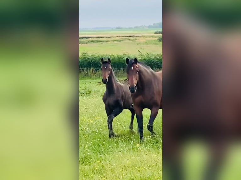 Danish Warmblood Gelding 2 years 16,2 hh Brown in Bredebro