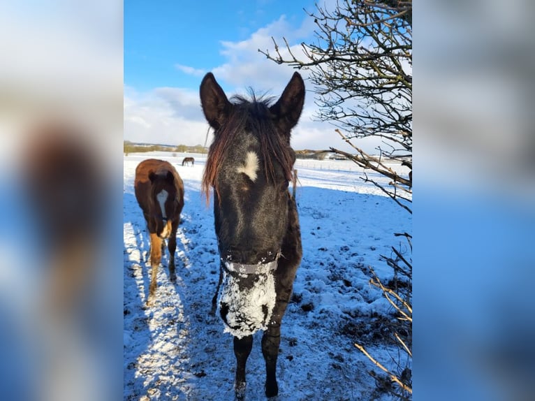 Danish Warmblood Gelding 2 years 16.3 hh Black in Vesthimmerland/, Aalborg