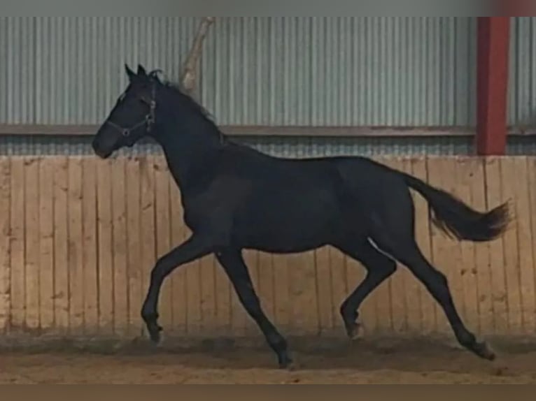 Danish Warmblood Gelding 2 years 16.3 hh Black in Vesthimmerland/, Aalborg