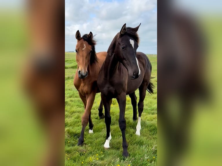 Danish Warmblood Gelding 2 years 16,1 hh Brown in Bredebro