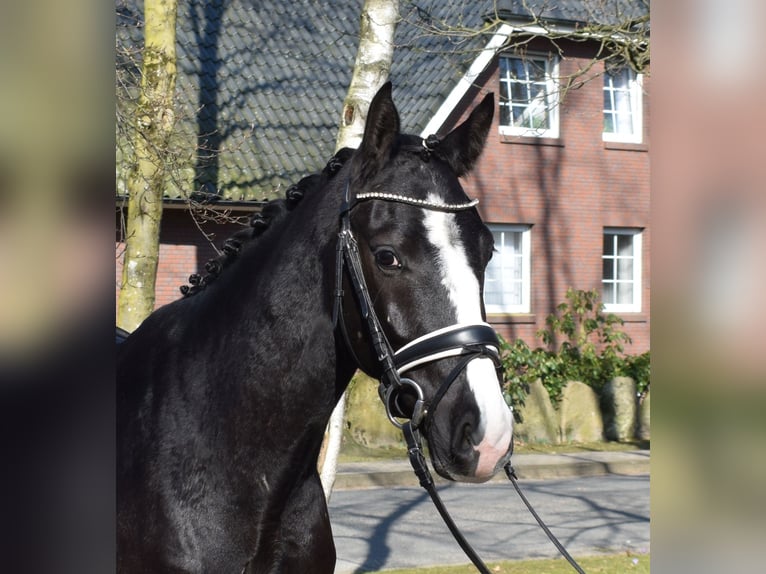 Danish Warmblood Gelding 3 years 15,3 hh Black in Fredenbeck