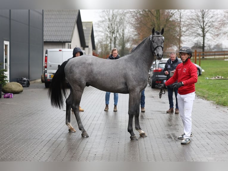 Danish Warmblood Gelding 3 years 16 hh Gray-Dark-Tan in Bredebro