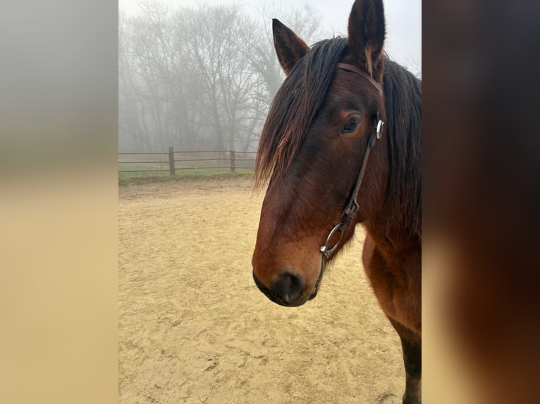 Danish Warmblood Gelding 4 years 15,2 hh Brown in Bielefeld
