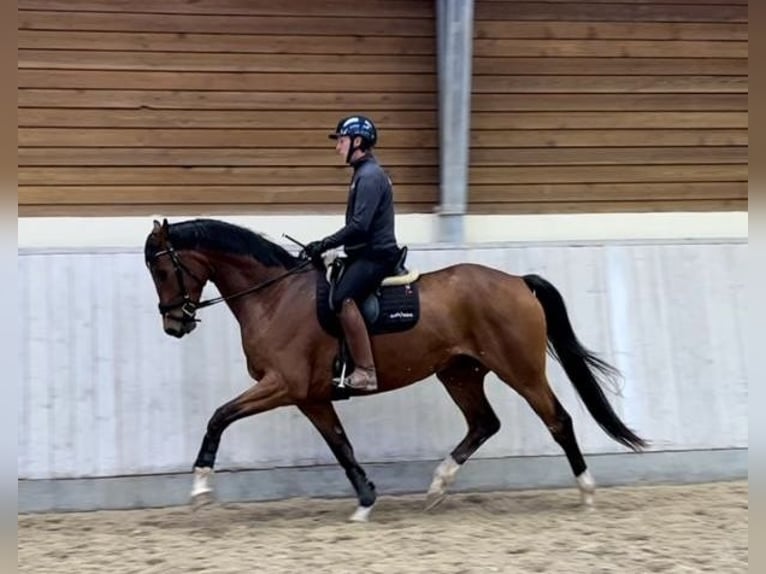 Danish Warmblood Gelding 4 years 16,3 hh Brown-Light in Kolding