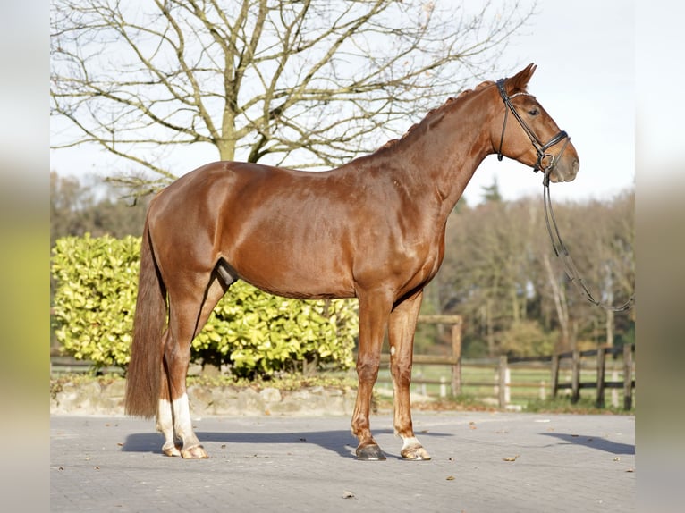 Danish Warmblood Gelding 4 years 16,1 hh Chestnut-Red in Horstmar