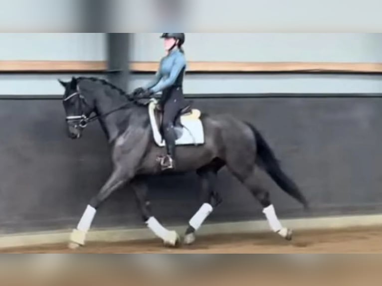 Danish Warmblood Gelding 4 years 16,2 hh Bay-Dark in B&#xF8;rkop