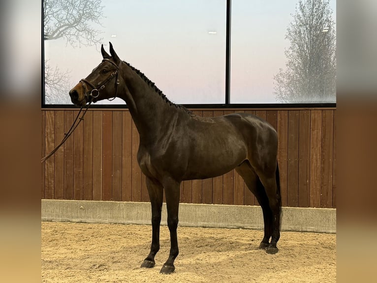 Danish Warmblood Gelding 4 years 16,2 hh Brown in Hensies