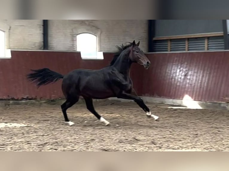 Danish Warmblood Gelding 4 years 16,3 hh Bay-Dark in Holsted
