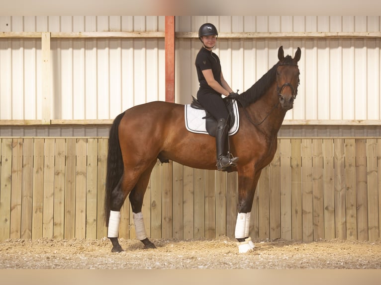 Danish Warmblood Gelding 4 years 17,1 hh Brown in Auning