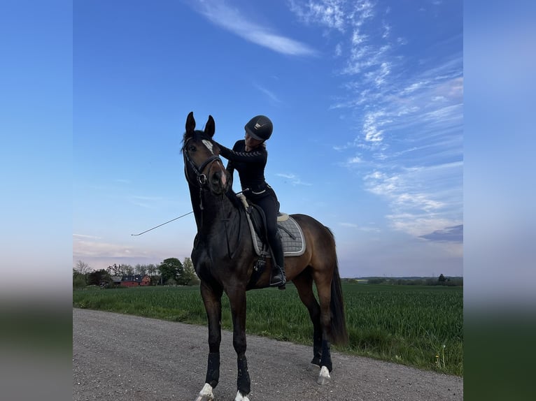 Danish Warmblood Gelding 4 years 17 hh Bay-Dark in Aarhus