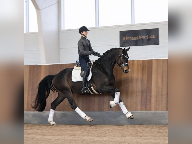 Danish Warmblood Gelding 4 years 17 hh Brown in Asperup