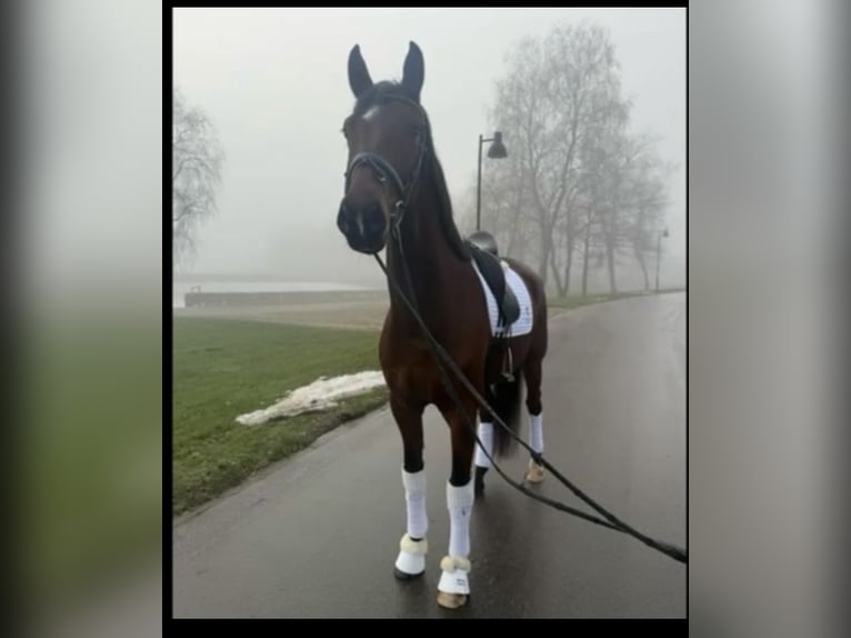 Danish Warmblood Gelding 4 years Brown in Randb&#xF8;l