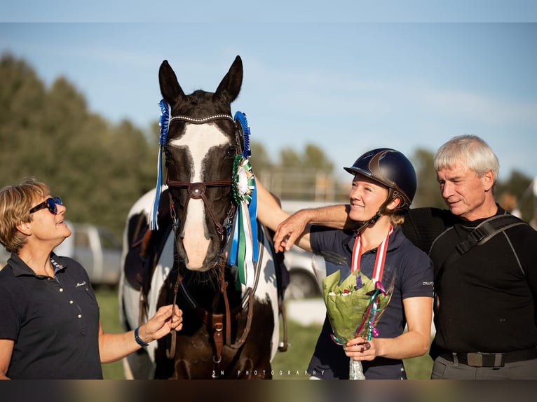 Danish Warmblood Mix Gelding 5 years 15.1 hh Pinto in Helsinge