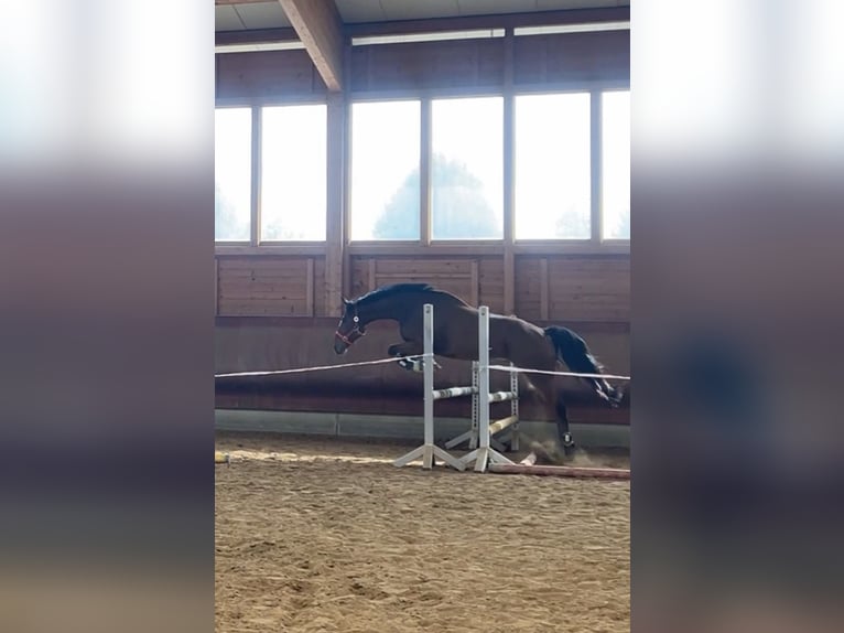 Danish Warmblood Gelding 5 years 15,1 hh Brown in Achstetten