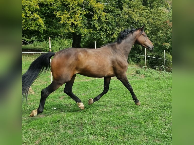 Danish Warmblood Gelding 5 years 16.1 hh Bay-Dark in Herborn