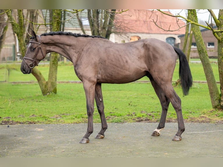 Danish Warmblood Gelding 5 years 16,1 hh in GROTE-BROGEL