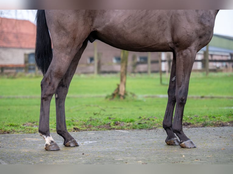 Danish Warmblood Gelding 5 years 16,1 hh in GROTE-BROGEL