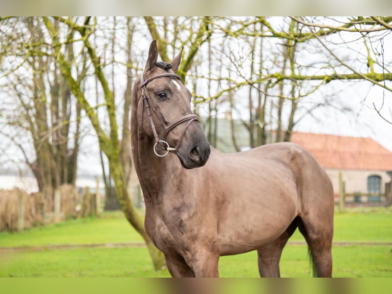 Danish Warmblood Gelding 5 years 16,1 hh in GROTE-BROGEL