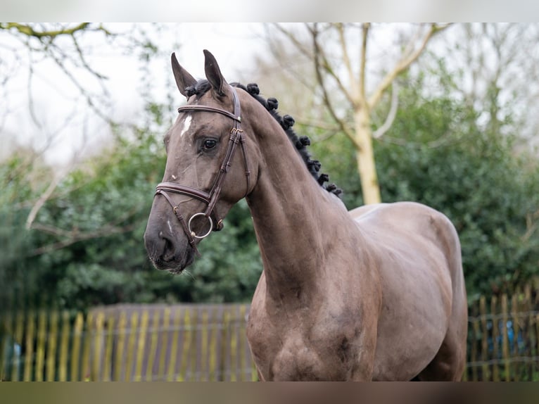 Danish Warmblood Gelding 5 years 16,1 hh in GROTE-BROGEL