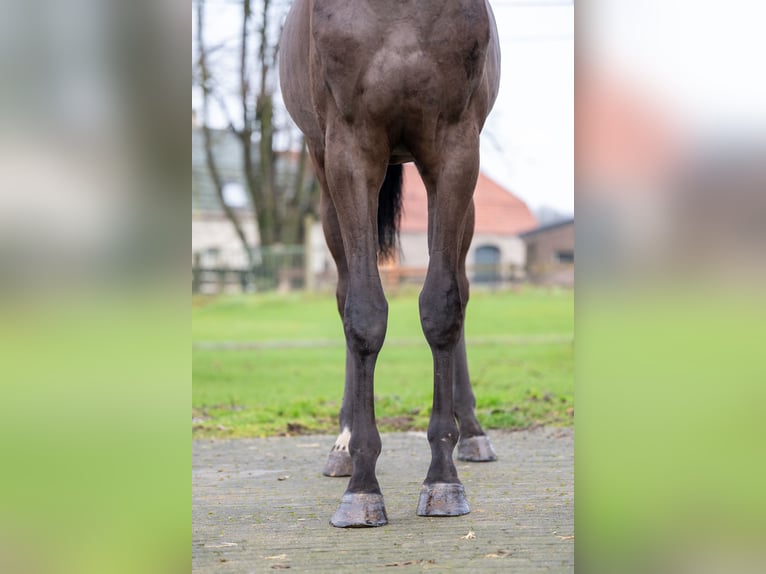 Danish Warmblood Gelding 5 years 16,1 hh in GROTE-BROGEL