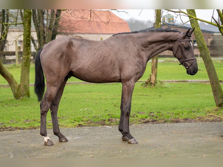 Danish Warmblood Gelding 5 years 16,1 hh in GROTE-BROGEL