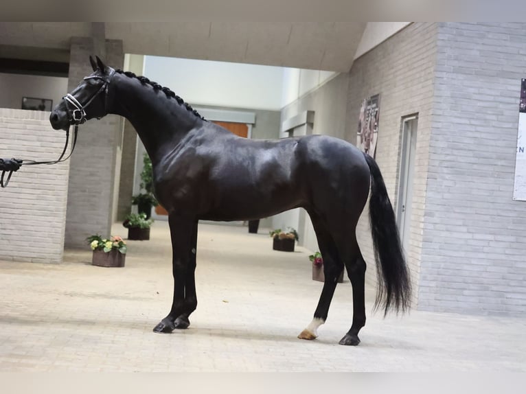 Danish Warmblood Gelding 5 years 16,2 hh Black in Asperup