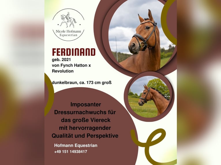 Danish Warmblood Gelding 5 years 16.3 hh Brown in Hayingen