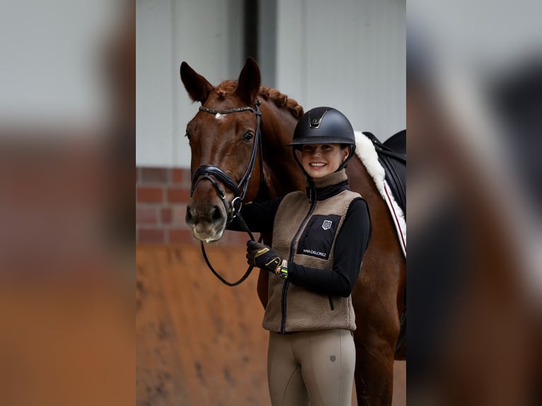 Danish Warmblood Gelding 5 years 16,1 hh Chestnut-Red in Horstmar