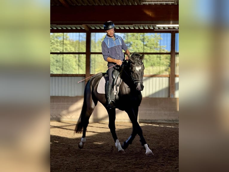 Danish Warmblood Gelding 5 years 16,2 hh Black in Gückingen