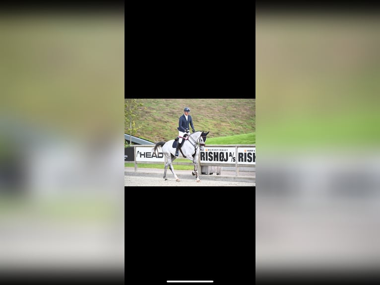 Danish Warmblood Gelding 5 years 17,3 hh Gray in Christianfeld