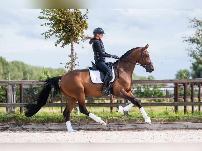 Danish Warmblood Gelding 6 years 16.2 hh Brown in Nieuw-Vennep