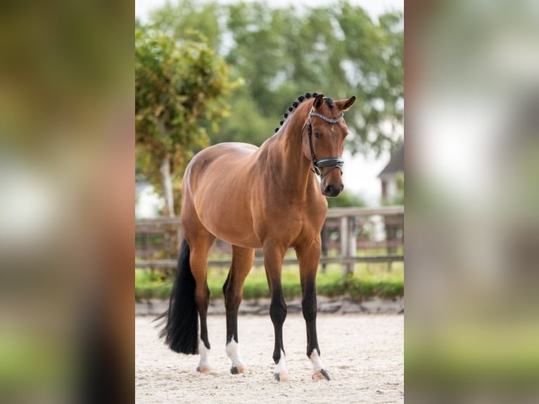 Danish Warmblood Gelding 6 years 16.2 hh Brown in Nieuw-Vennep
