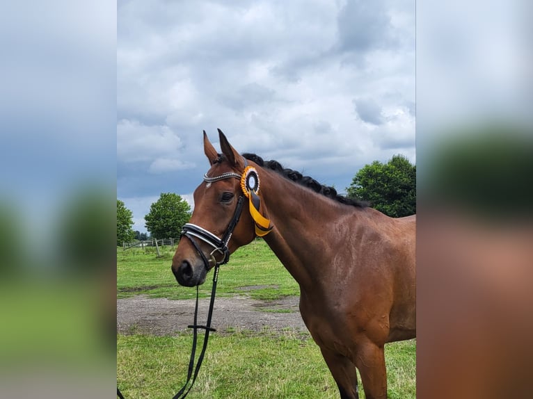 Danish Warmblood Gelding 6 years 16.3 hh Brown in Mohrkirch