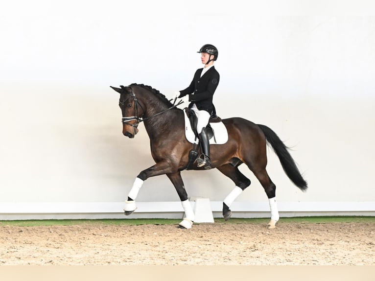 Danish Warmblood Gelding 6 years 16.3 hh Brown in Saerbeck