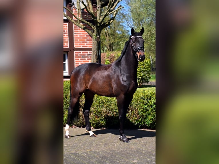Danish Warmblood Gelding 6 years 16,1 hh Bay-Dark in Warendorf