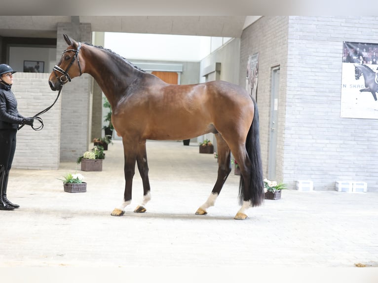 Danish Warmblood Gelding 6 years 16,2 hh Bay in Asperup